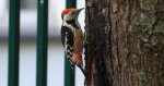 Dzięcioł średni (Dendrocoptes medius)