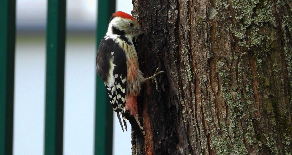 Dzięcioł średni (Dendrocoptes medius)