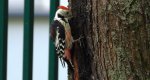 Dzięcioł średni (Dendrocoptes medius)