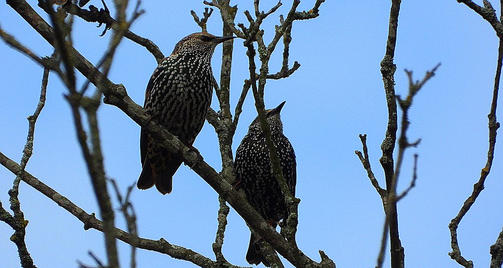 Szpak zwyczajny, szpak (Sturnus vulgaris)