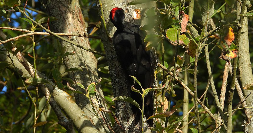 Dzięcioł czarny (Dryocopus martius)
