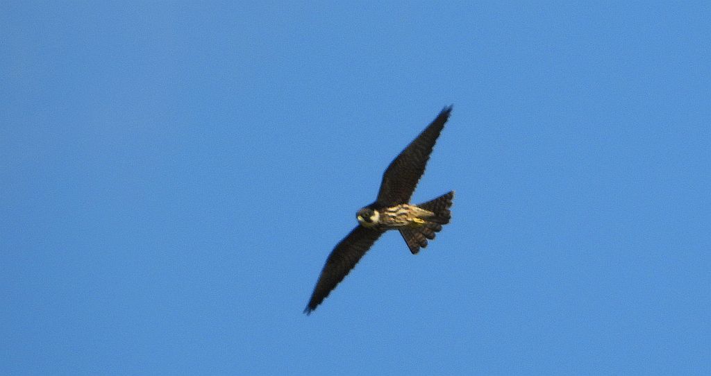 Kobuz, sokół kobuz, sokół leśny, sokolik drzewiec (Falco subbuteo)