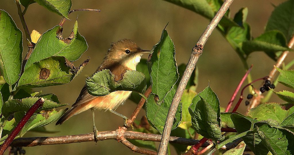Łozówka (Acrocephalus palustris)