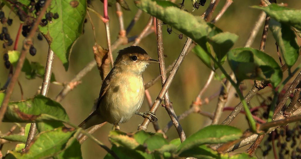 Łozówka (Acrocephalus palustris)