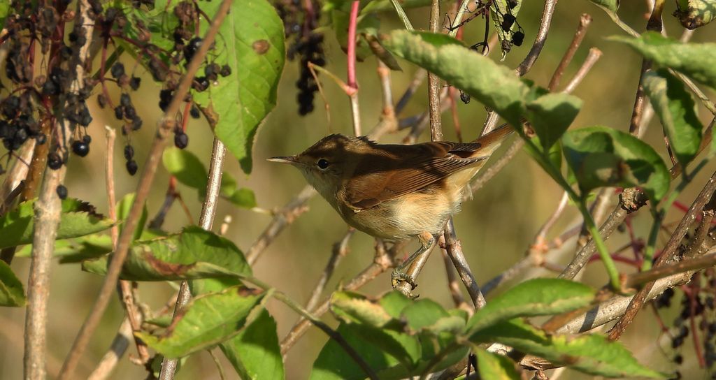 Łozówka (Acrocephalus palustris)