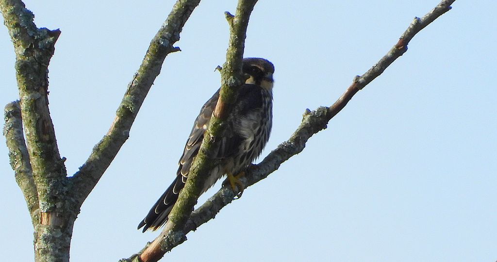 Kobuz, sokół kobuz, sokół leśny, sokolik drzewiec (Falco subbuteo)