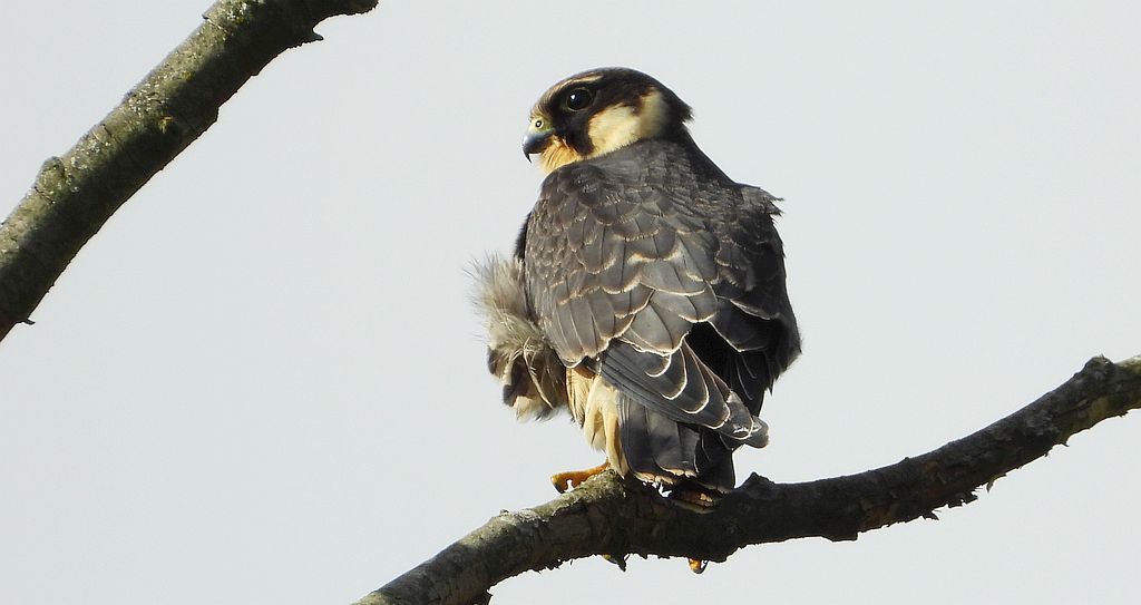 Kobuz, sokół kobuz, sokół leśny, sokolik drzewiec (Falco subbuteo)