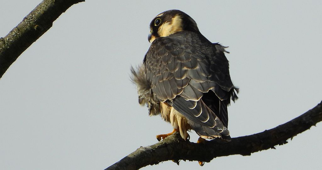Kobuz, sokół kobuz, sokół leśny, sokolik drzewiec (Falco subbuteo)