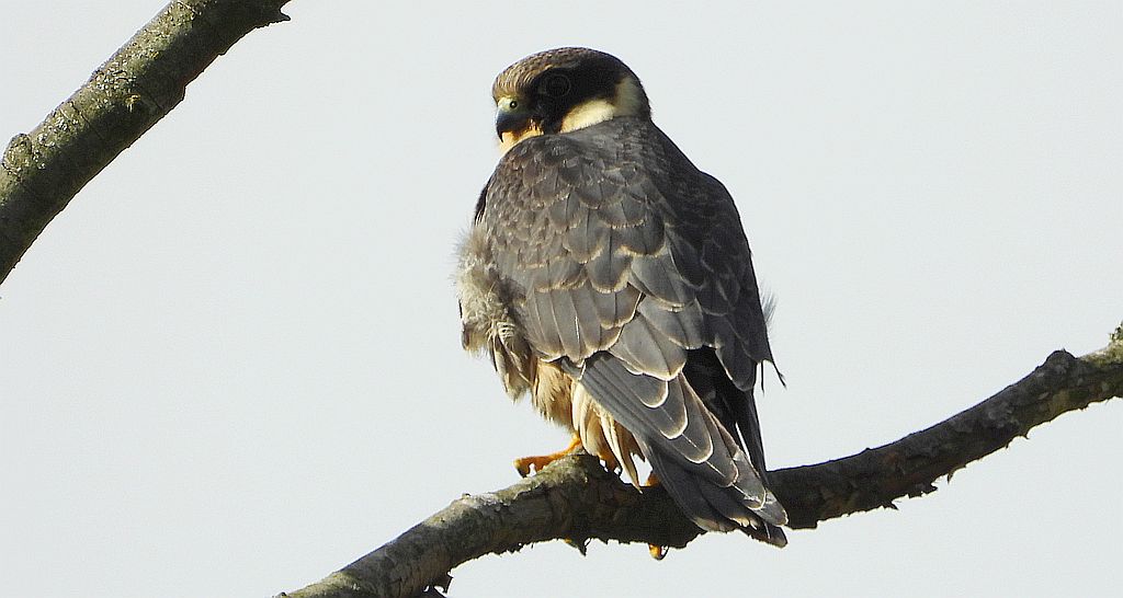 Kobuz, sokół kobuz, sokół leśny, sokolik drzewiec (Falco subbuteo)