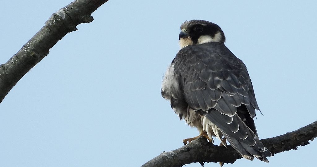 Kobuz, sokół kobuz, sokół leśny, sokolik drzewiec (Falco subbuteo)