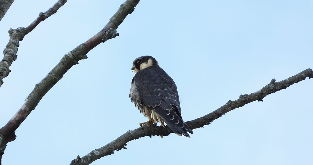 Kobuz, sokół kobuz, sokół leśny, sokolik drzewiec (Falco subbuteo)