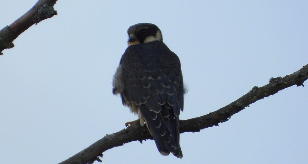 Kobuz, sokół kobuz, sokół leśny, sokolik drzewiec (Falco subbuteo)
