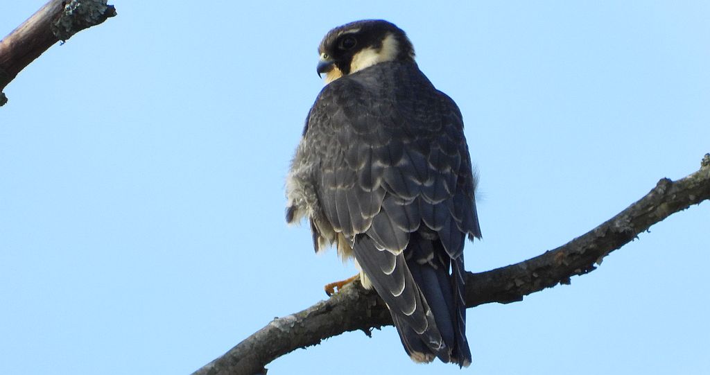 Kobuz, sokół kobuz, sokół leśny, sokolik drzewiec (Falco subbuteo)