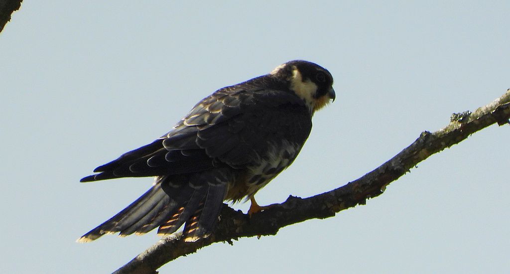 Kobuz, sokół kobuz, sokół leśny, sokolik drzewiec (Falco subbuteo)