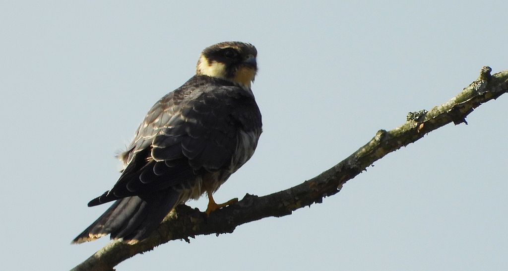 Kobuz, sokół kobuz, sokół leśny, sokolik drzewiec (Falco subbuteo)