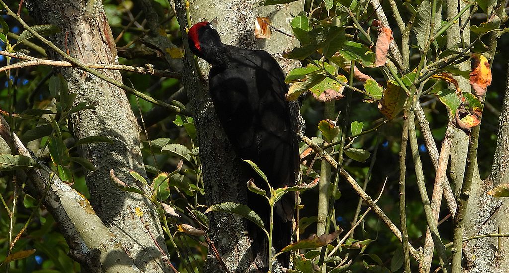 Dzięcioł czarny (Dryocopus martius)