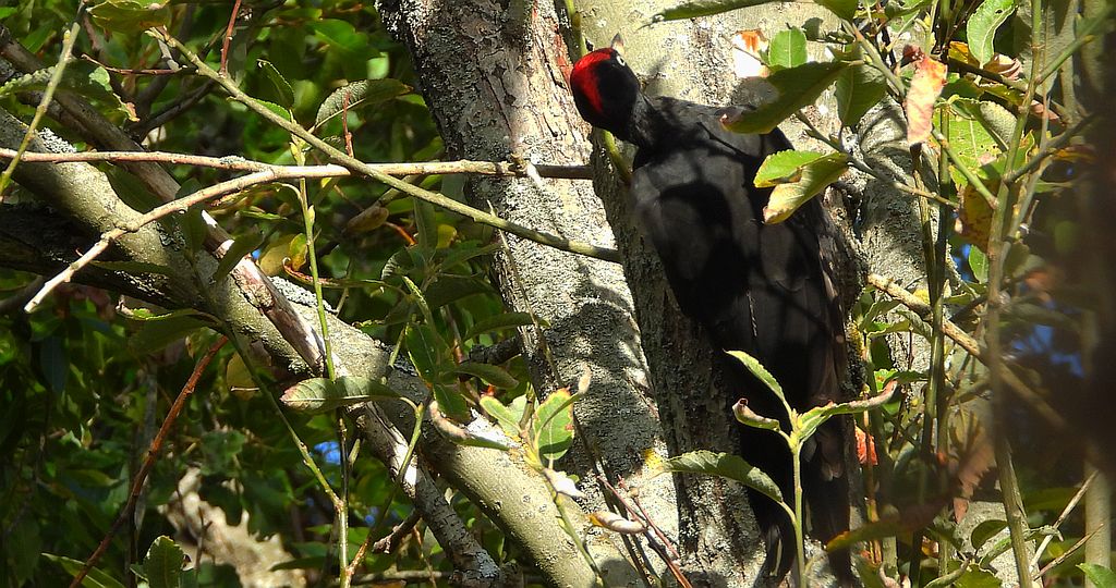 Dzięcioł czarny (Dryocopus martius)