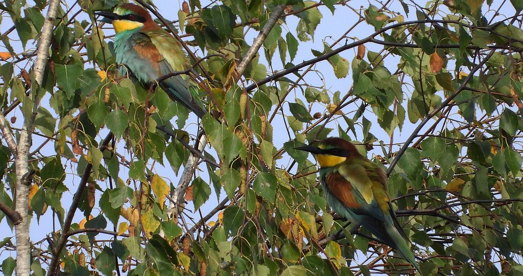 Żołna zwyczajna, żołna, żołna pospolita, żołna pszczołojad (Merops apiaster)