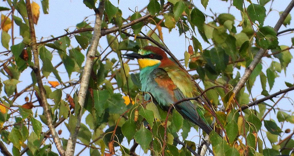 Żołna zwyczajna, żołna, żołna pospolita, żołna pszczołojad (Merops apiaster)
