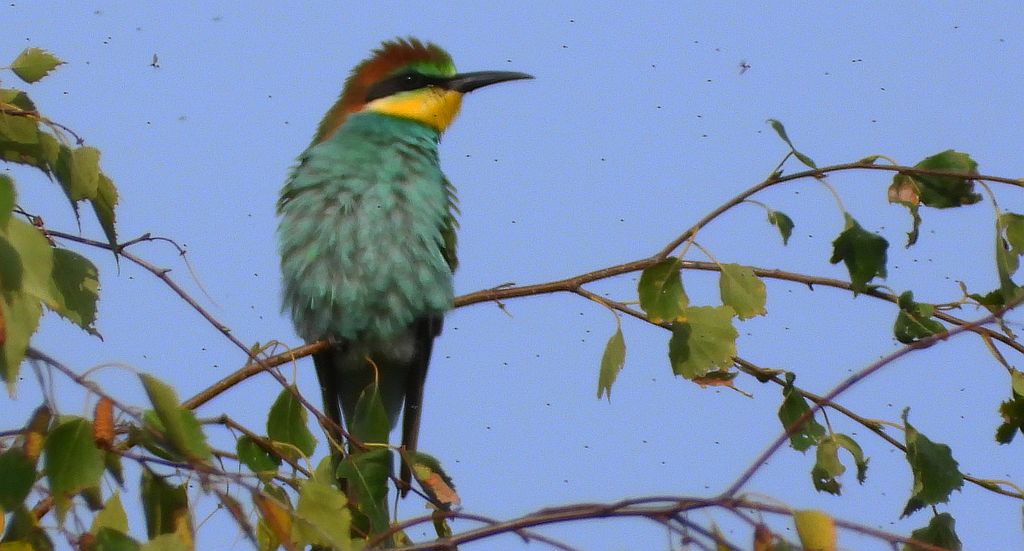 Żołna zwyczajna, żołna, żołna pospolita, żołna pszczołojad (Merops apiaster)