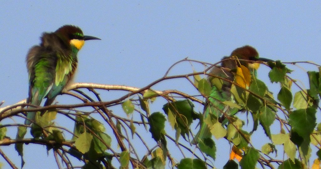 Żołna zwyczajna, żołna, żołna pospolita, żołna pszczołojad (Merops apiaster)
