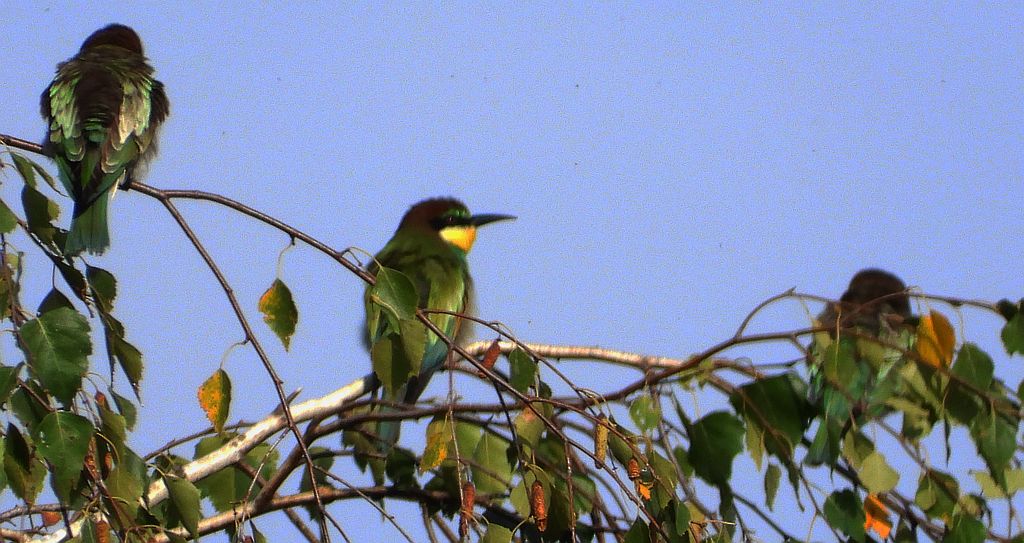 Żołna zwyczajna, żołna, żołna pospolita, żołna pszczołojad (Merops apiaster)
