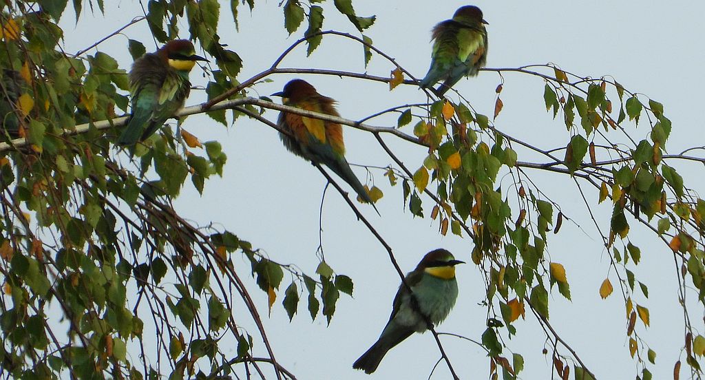 Żołna zwyczajna, żołna, żołna pospolita, żołna pszczołojad (Merops apiaster)