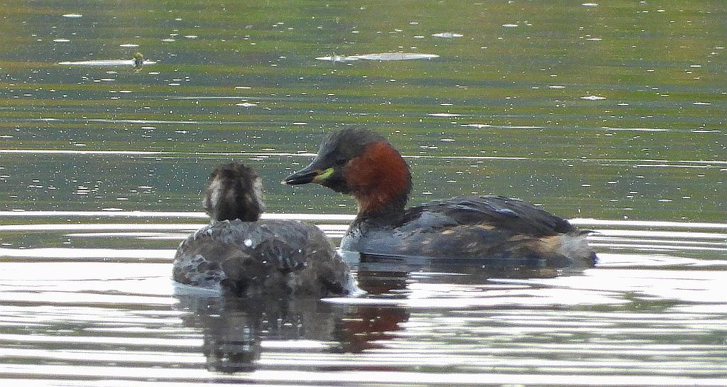 Perkozek zwyczajny, perkozek (Tachybaptus ruficollis)