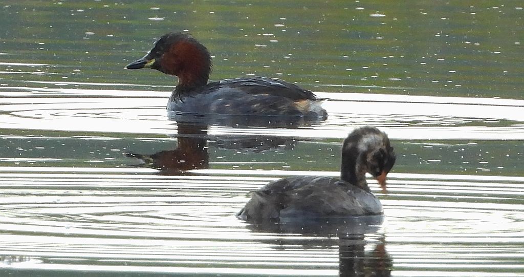 Perkozek zwyczajny, perkozek (Tachybaptus ruficollis)