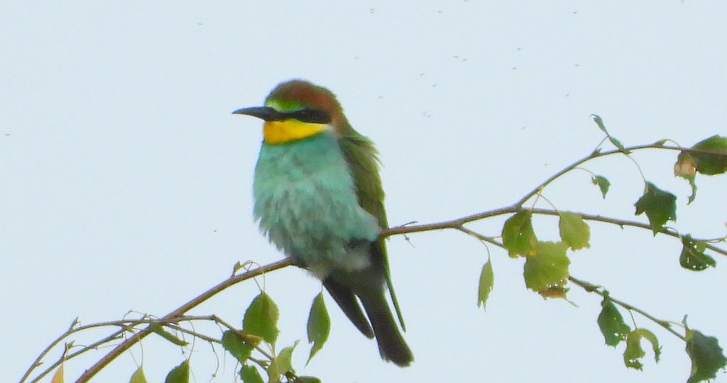 Żołna zwyczajna, żołna, żołna pospolita, żołna pszczołojad (Merops apiaster)