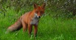 Lis rudy, lis pospolity (Vulpes vulpes)