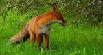 Lis rudy, lis pospolity (Vulpes vulpes)