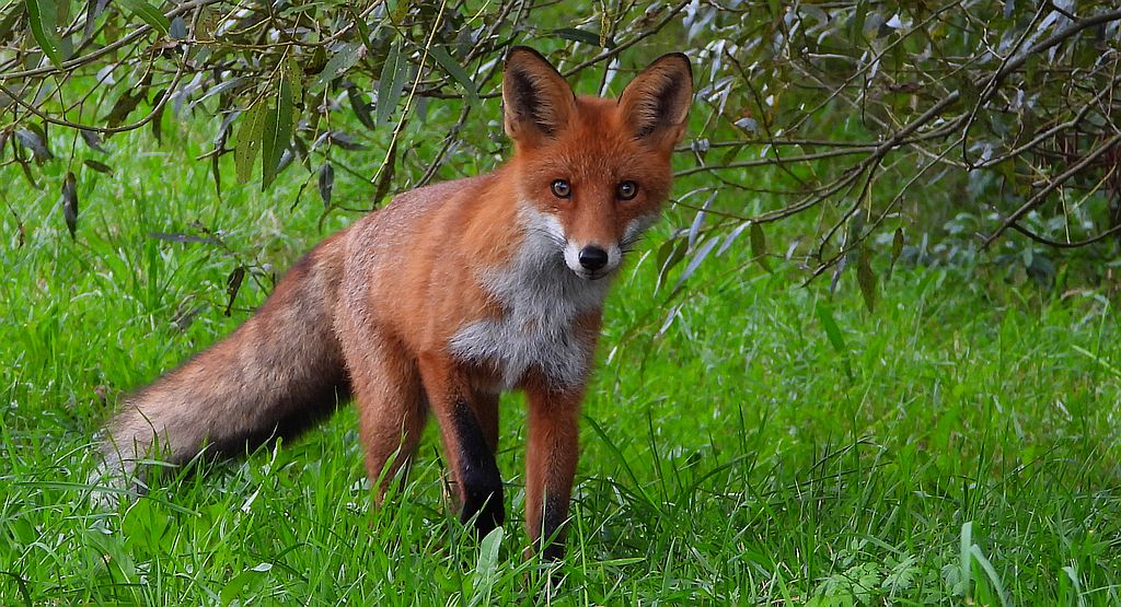 Lis rudy, lis pospolity (Vulpes vulpes)