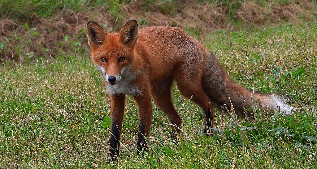 Lis rudy, lis pospolity (Vulpes vulpes)