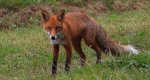 Lis rudy, lis pospolity (Vulpes vulpes)