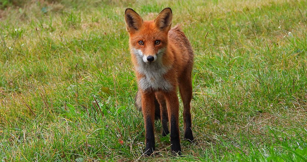 Lis rudy, lis pospolity (Vulpes vulpes)