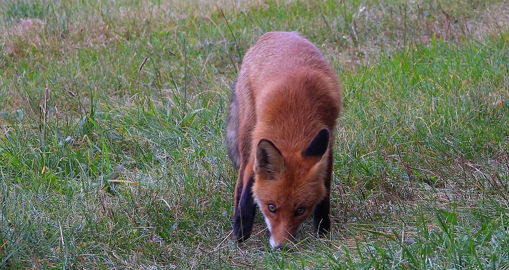Lis rudy, lis pospolity (Vulpes vulpes)