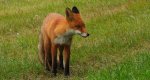 Lis rudy, lis pospolity (Vulpes vulpes)