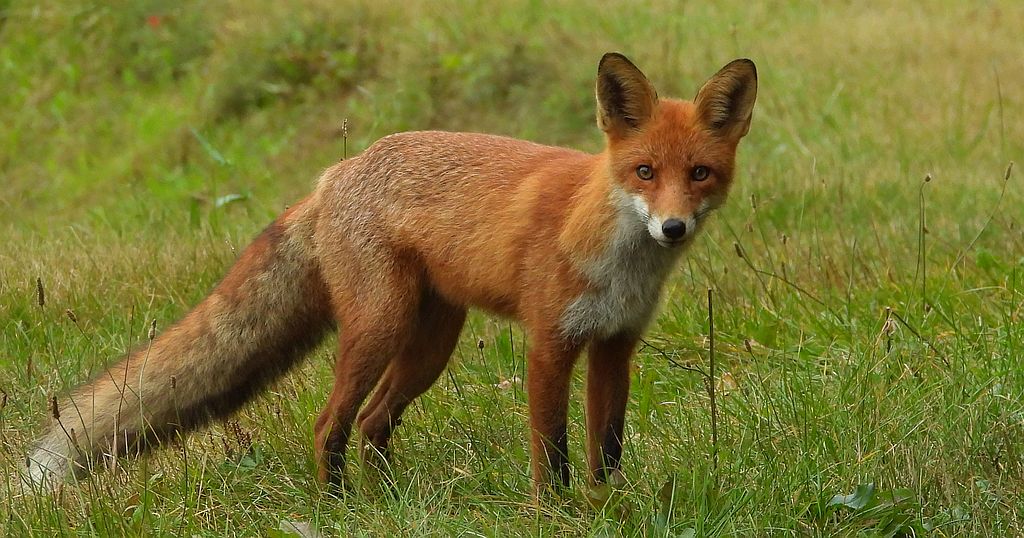 Lis rudy, lis pospolity (Vulpes vulpes)