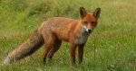 Lis rudy, lis pospolity (Vulpes vulpes)