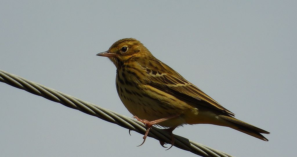 Świergotek łąkowy (Anthus pratensis)