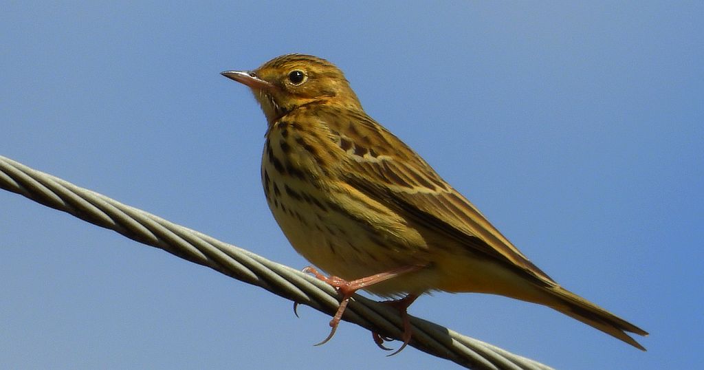 Świergotek łąkowy (Anthus pratensis)