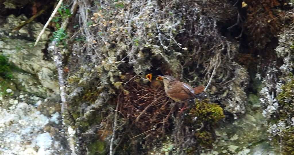 Strzyżyk zwyczajny, strzyżyk, strzyżyk woleoczko, wole oczko (Troglodytes troglodytes)
