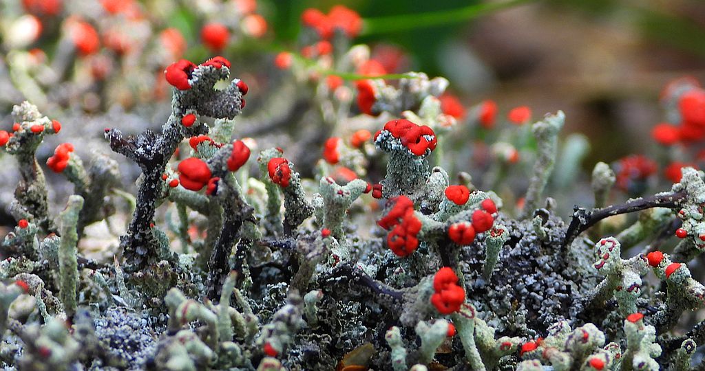 Chrobotek cienki (Cladonia macilenta)