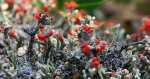 Chrobotek cienki (Cladonia macilenta)