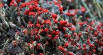 Chrobotek cienki (Cladonia macilenta)