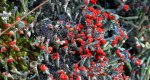Chrobotek cienki (Cladonia macilenta)