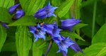 Goryczka trojeściowa (Gentiana asclepiadea)