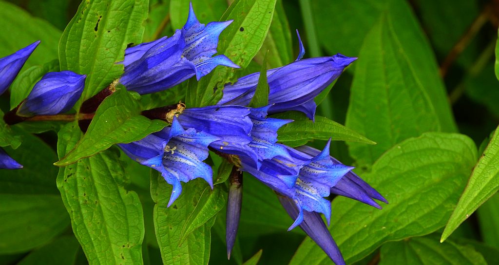 Goryczka trojeściowa (Gentiana asclepiadea)