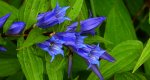 Goryczka trojeściowa (Gentiana asclepiadea)